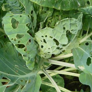 Pests eating plants