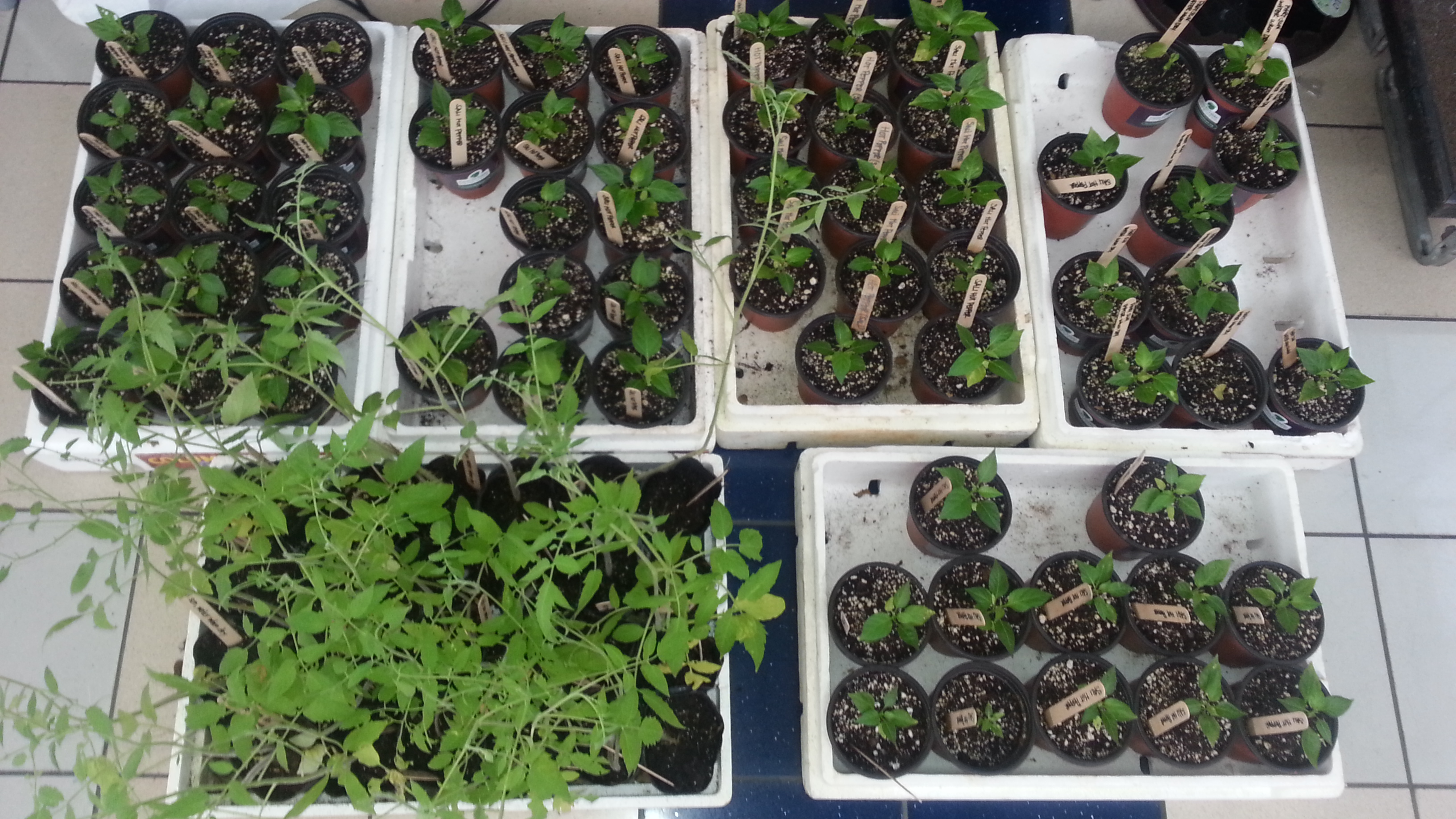 Donated Plants