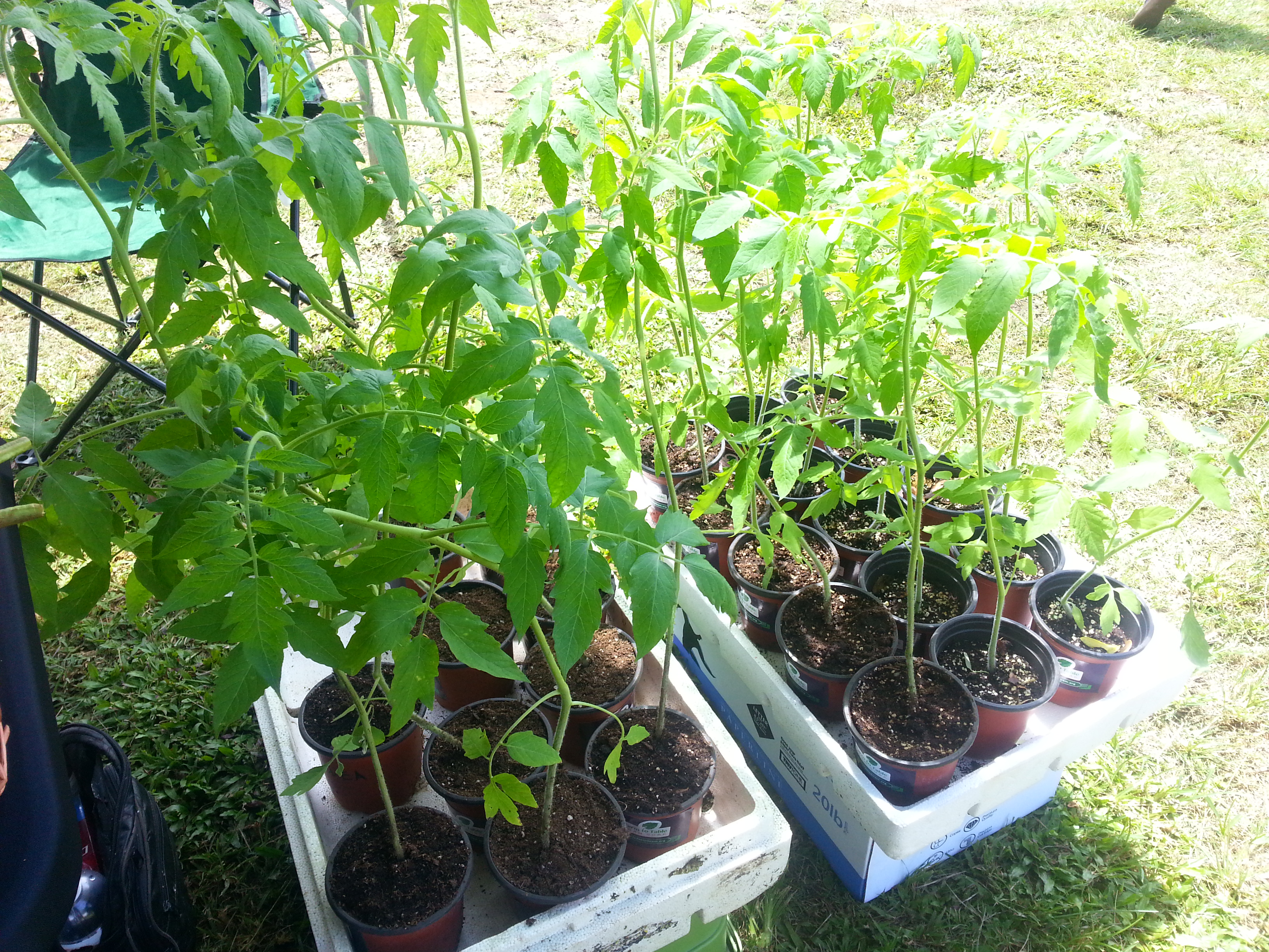 Farm to Table Market