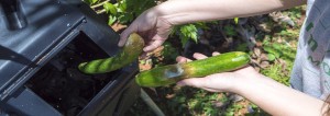 Home Composting For Guam Farm To Table Guam Corp