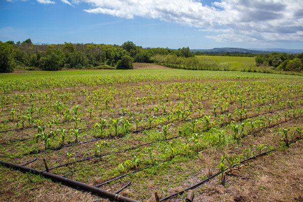 Ernie Wusstig Farm corn fields