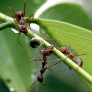 Red ants on leaf