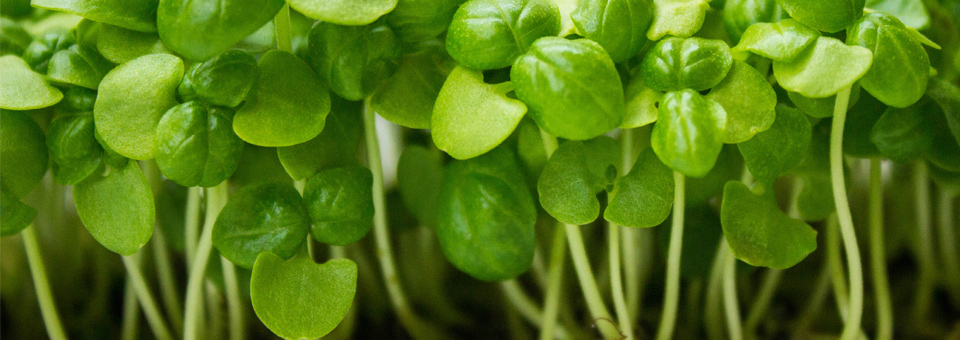 Basil Seedlings