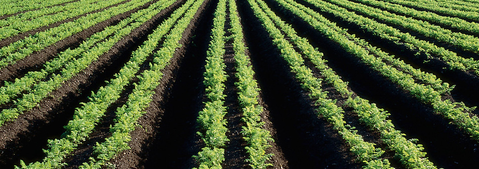 Rows of Crops