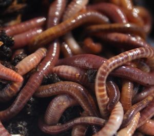 Red Wiggler Earthworms