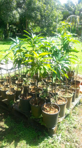 grafted mango trees
