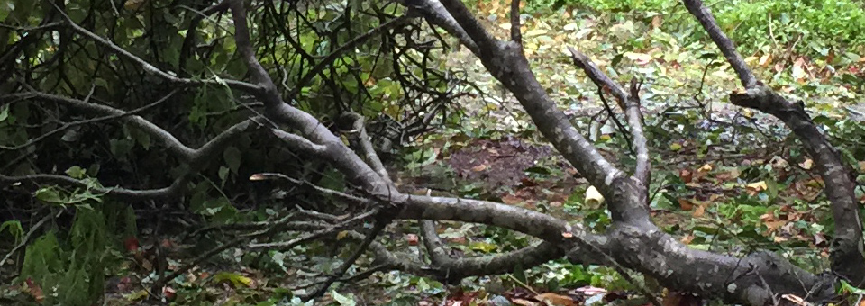 fallen tree