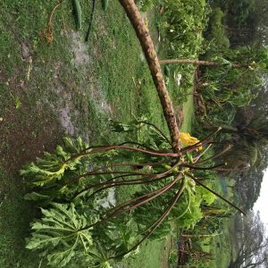 down papaya tree