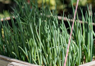 Moving Towards Organic