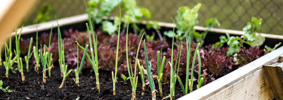 Home Harvest System Tables, Farm to Table Guam