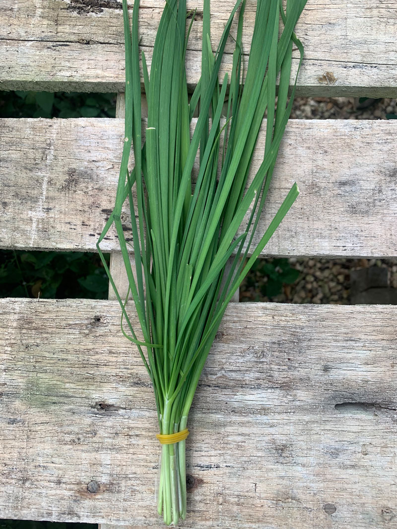 Garlic Chives – Farm to Table Guam Corp.