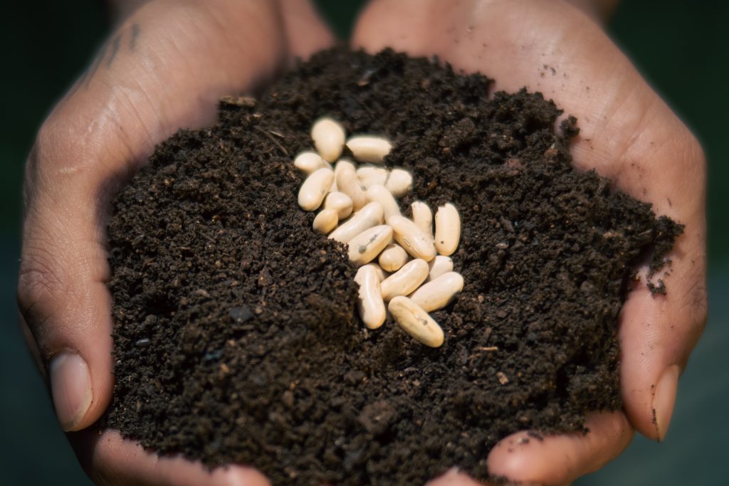 Seeds