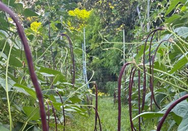 Upcoming Meeting 3/4/26: USDA FSA Assistance for Specialty Crop Farmers (ASCF) Program