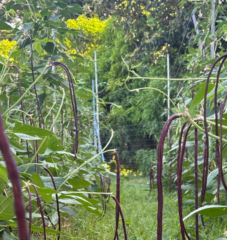 Upcoming Meeting 3/4/26: USDA FSA Assistance for Specialty Crop Farmers (ASCF) Program