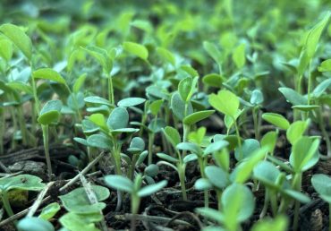 Employment Opportunities