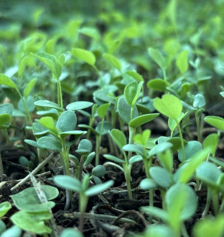 Employment Opportunities