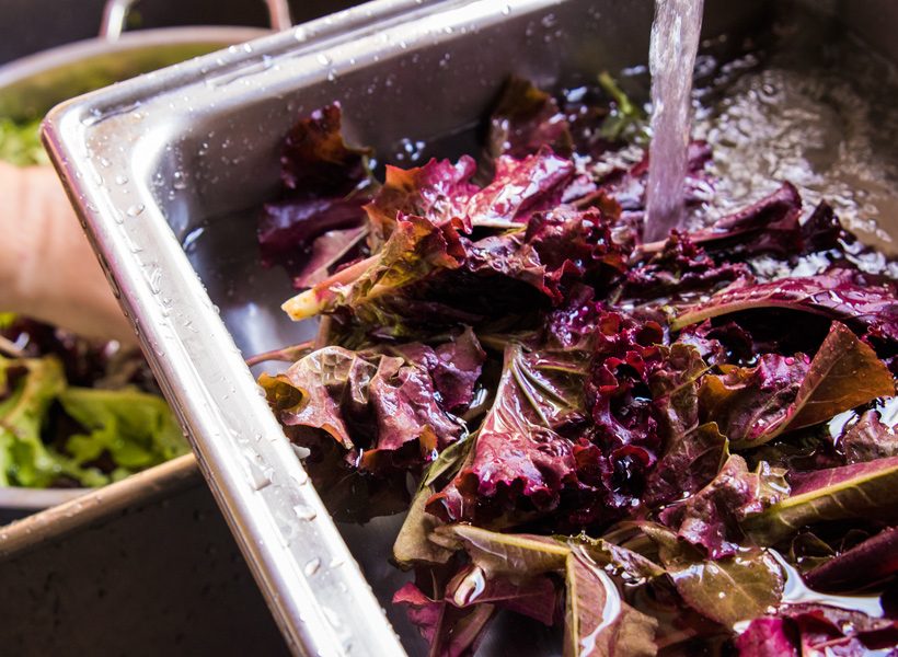 washing lettuce